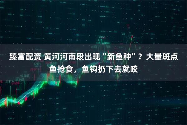 臻富配资 黄河河南段出现“新鱼种”？大量斑点鱼抢食，鱼钩扔下去就咬